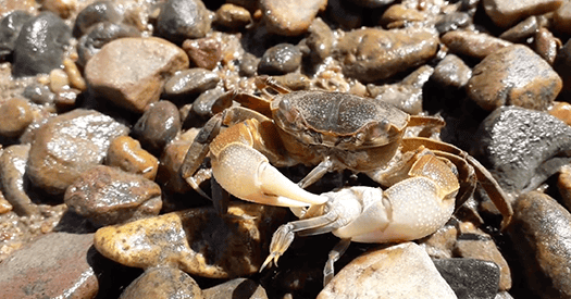 Pessoa em posição de “crab walk” na areia, braços e pernas esticados, simulando o movimento dos caranguejos